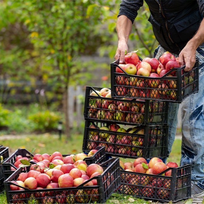 Ladite Din Plastic Pentru Fructe Si Legume-Lazi Pentru Transport